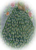 Olive Handmade Hand Beaded Silk Velvet Oblong Peacock Shawl