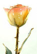 Romantic Long Stemmed Forever Lasting Rose - White to Pink - Perfect for Valentines Day and Mothers Day
