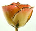 Romantic Long Stemmed Forever Lasting Rose - White to Pink - Perfect for Valentines Day and Mothers Day