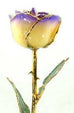 Romantic Long Stemmed Forever Lasting Rose - White to Purple - Perfect for Valentines Day and Mothers Day