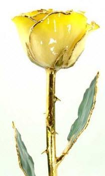 Romantic Long Stemmed Forever Lasting Rose - White to Yellow - Perfect for Valentines Day and Mothers Day