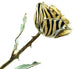Romantic Long Stemmed Forever Lasting Rose - Zebra - Perfect for Valentines Day and Mothers Day