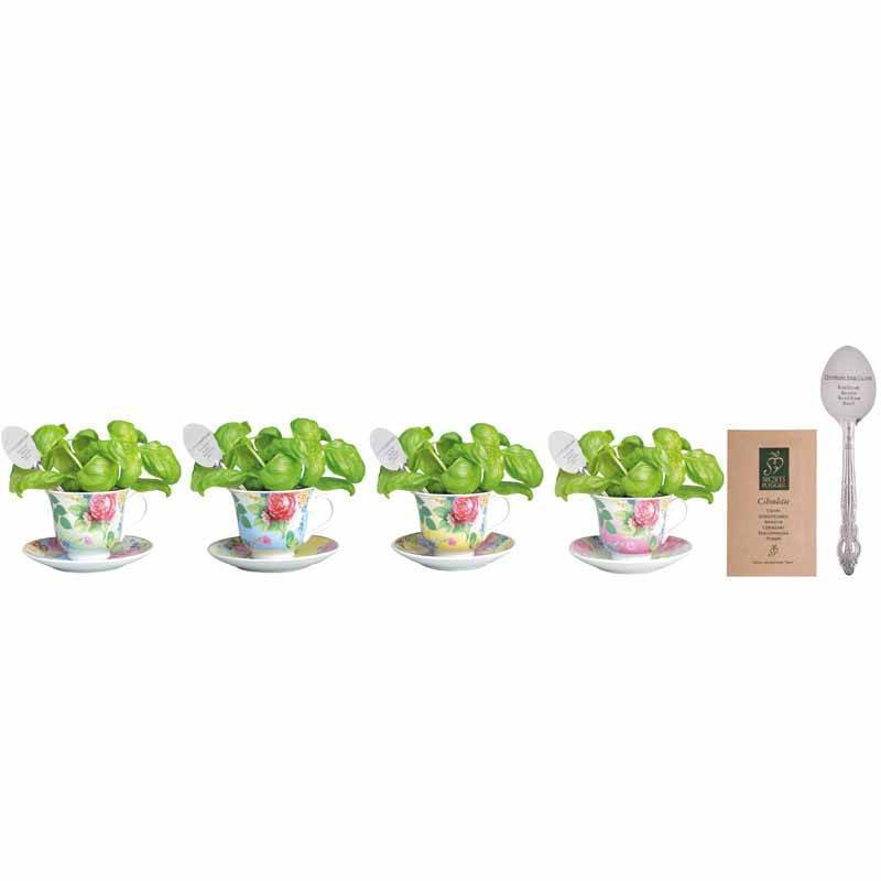 Basil Growing Set in Tea Cup-Roses And Teacups