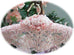 Romantic Beaded Lace Hangers-Roses And Teacups