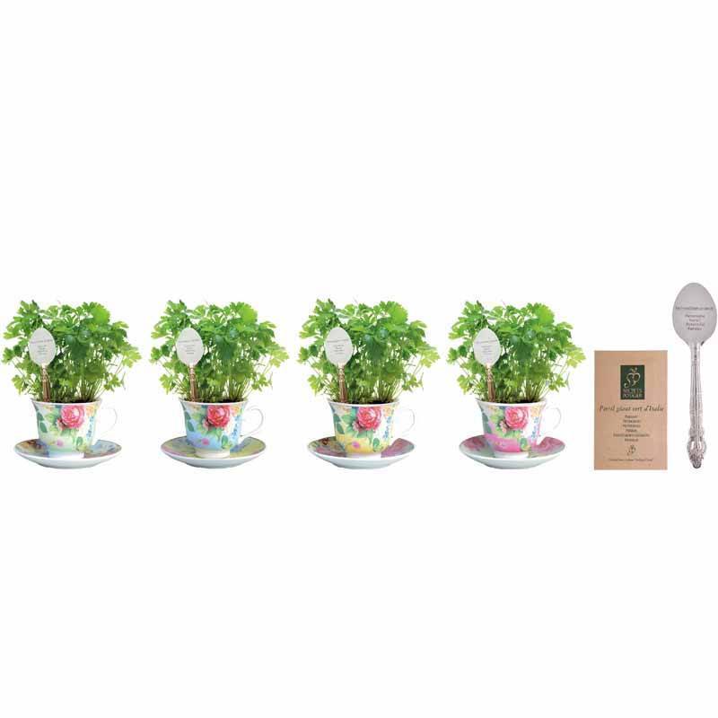 Parsley Growing Set in Tea Cup-Roses And Teacups