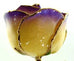 Romantic Long Stemmed Forever Lasting Rose - White to Purple - Perfect for Valentines Day and Mothers Day-Roses And Teacups